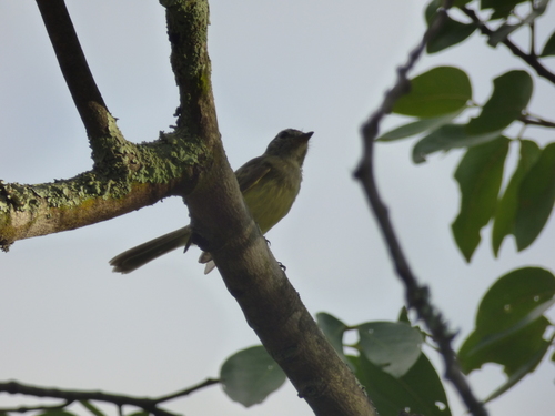Myiopagis viridicata