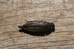 Buprestis lineata