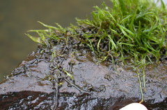Podostemum ceratophyllum
