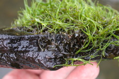 Podostemum ceratophyllum