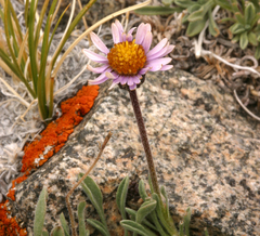 Erigeron pygmaeus