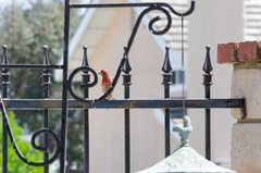 Haemorhous mexicanus