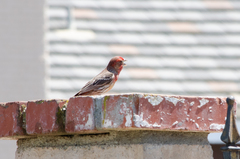 Haemorhous mexicanus