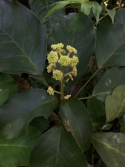 Dendropanax arboreus