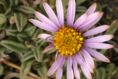 Erigeron pygmaeus