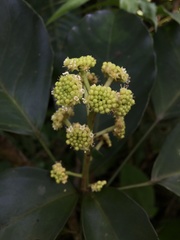 Dendropanax arboreus