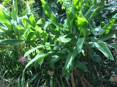 Curcuma elata