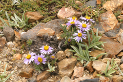Erigeron pygmaeus