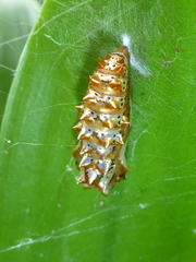 Euptoieta hegesia meridiania