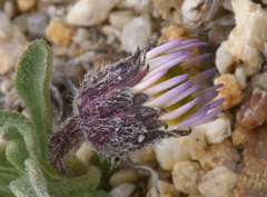 Erigeron pygmaeus