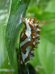 Euptoieta hegesia meridiania