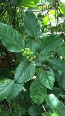 Dendropanax arboreus