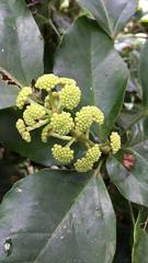 Dendropanax arboreus