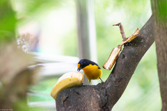 Euphonia violacea