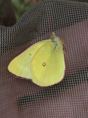 Colias skinneri