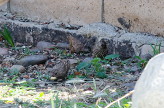 Haemorhous mexicanus