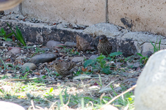 Haemorhous mexicanus