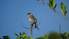 Schistochlamys ruficapillus