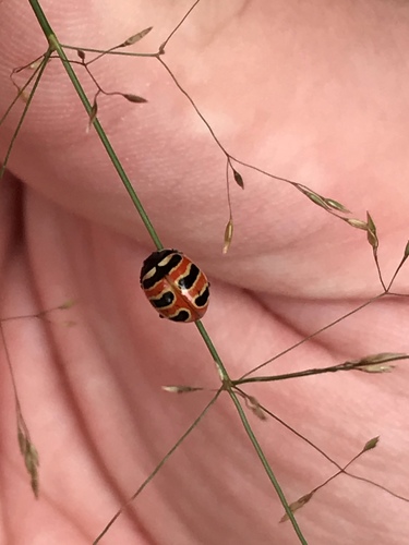 Three-banded Lady Beetle photographed in New Hampshire