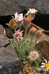 Erigeron vagus