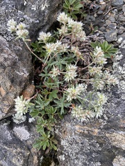 Paronychia argyrocoma