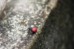 Elytrosphaera xanthopyga