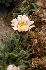 Erigeron vagus