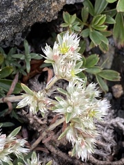 Paronychia argyrocoma