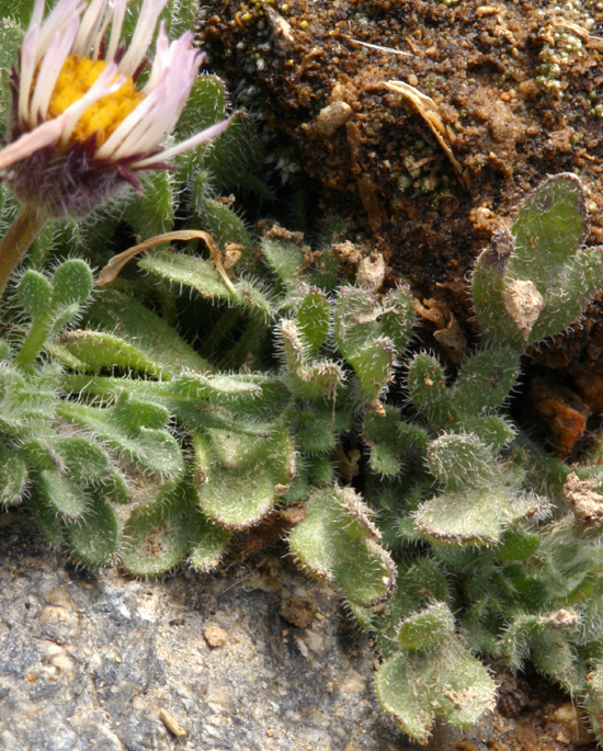 Erigeron vagus