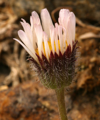 Erigeron vagus