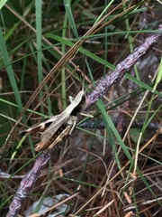 Chloealtis conspersa