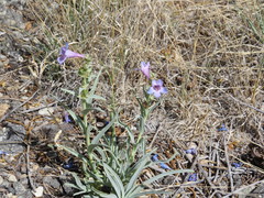 Penstemon angustifolius