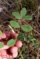 Tephrosia potosina