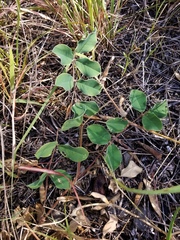 Tephrosia potosina