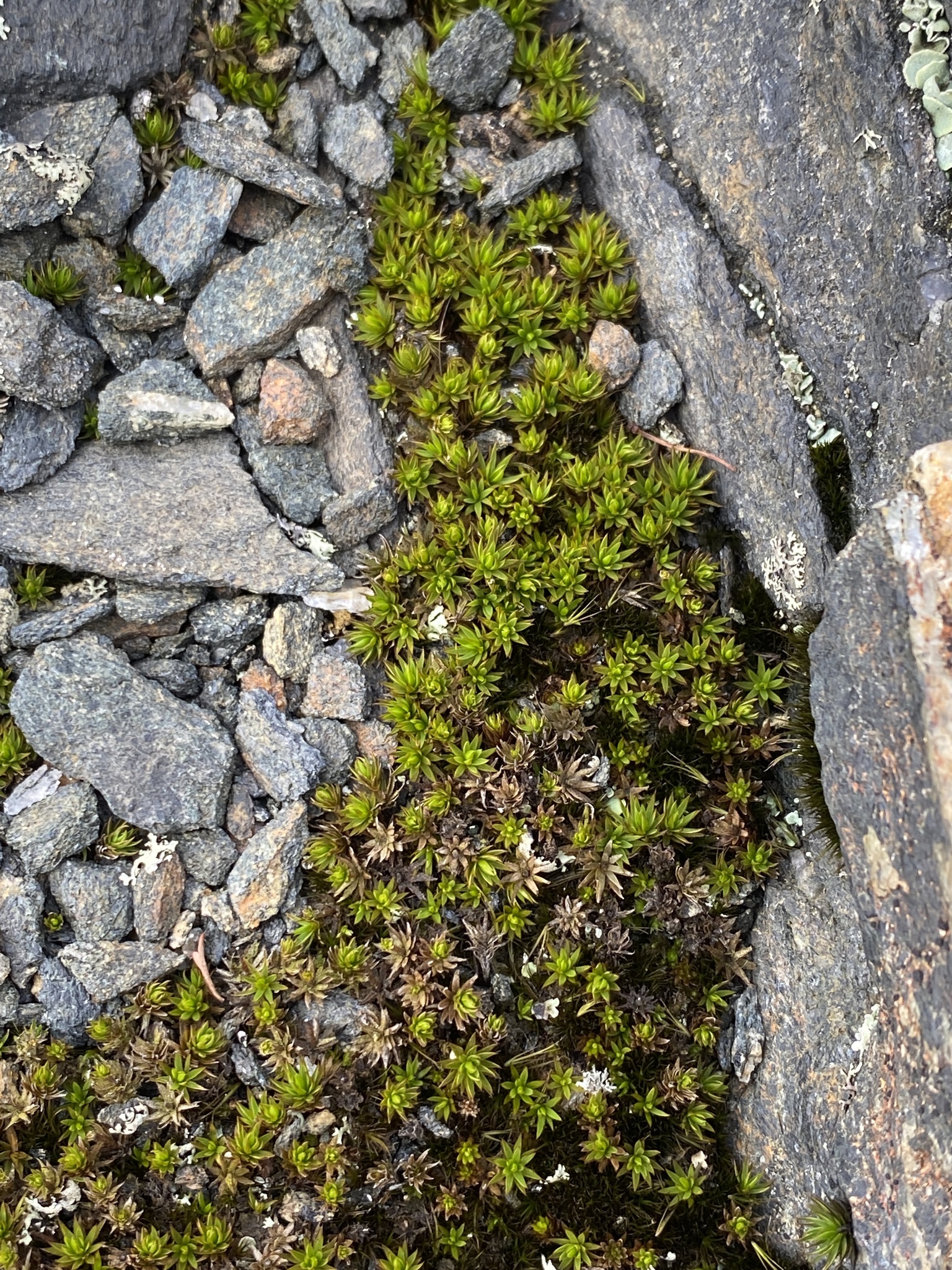 Polytrichastrum appalachianum