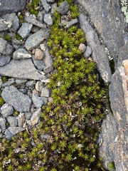 Polytrichastrum appalachianum