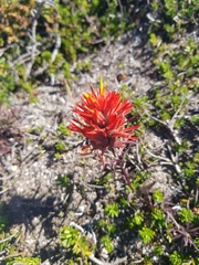 Castilleja rupicola
