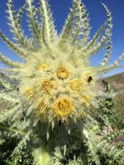 Cirsium funkiae