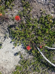 Castilleja rupicola