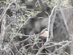 Pyrocephalus rubinus