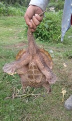 Chelydra rossignonii