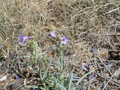Penstemon angustifolius
