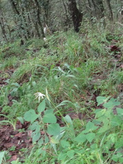 Arracacia