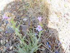 Penstemon angustifolius