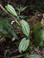 Dioscorea pilosiuscula
