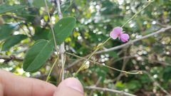 Desmodium lempirae