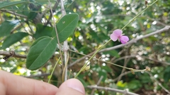 Desmodium lempirae