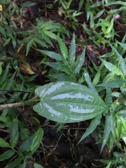 Dioscorea pilosiuscula