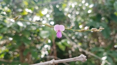 Desmodium lempirae