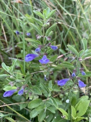 Scutellaria antirrhinoides